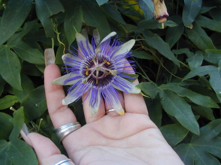 Oakland CA Flower