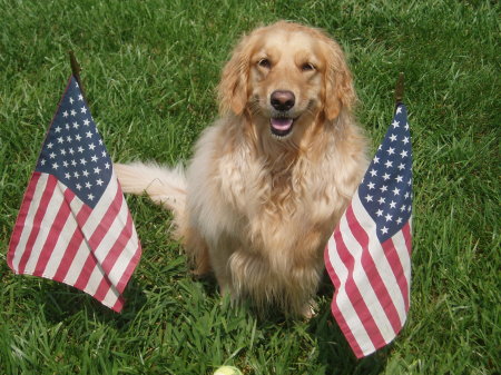 Marty the Golden Retriever