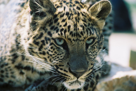 Priscilla the leopard