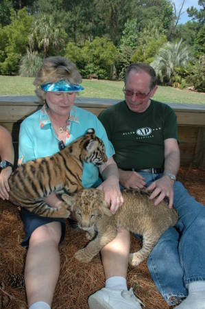 Tiger and Lion cubs