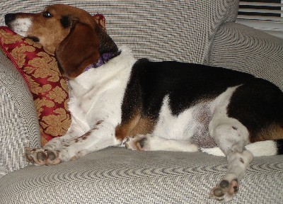 Sammy - BIG beagle - what a baby !!!