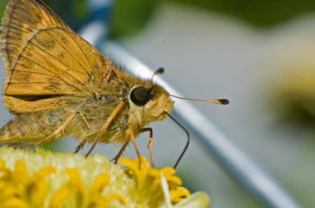 I like to photograph flowers & bugs