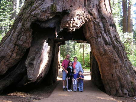 The Family in the Redwoods