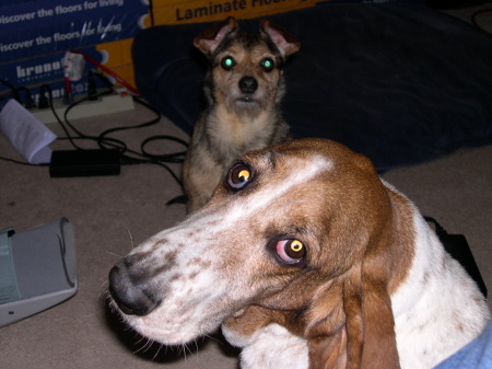Bo the Basset and Lacy the Terrier