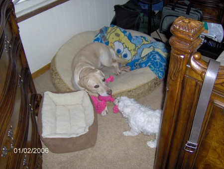 My two bonehead dogs Sadie and Riley