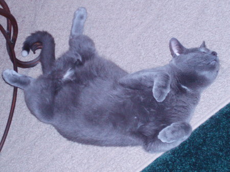 Smokey in his favourite position!
