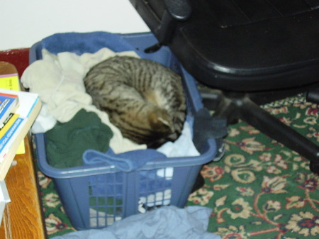 so that's why the cat smells like dirty shirts...