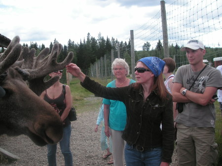 yes that is a moose! Lapland sweden July 07