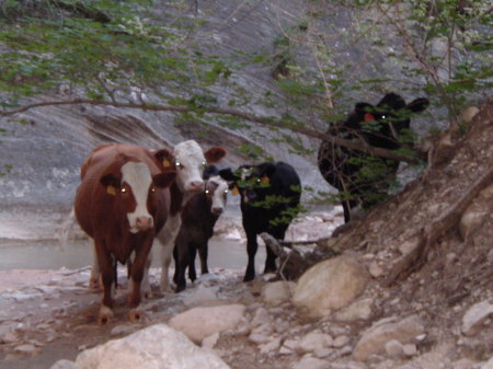 cows in the narrows