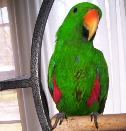 My Red Sided Eclectus Ernie