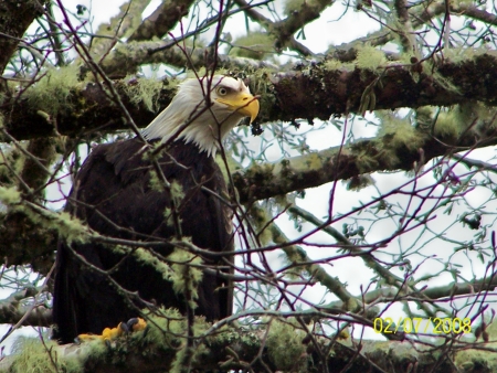 mature bald eagle in backyard