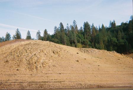 Bald Eagle at Shasta