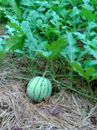 19f-water_melon