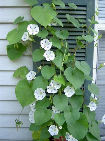 Morning Glories