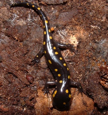 a spotted beastie from my garden