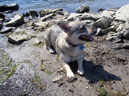 The Mighty Thor!  He's a Swedish Vallhund.