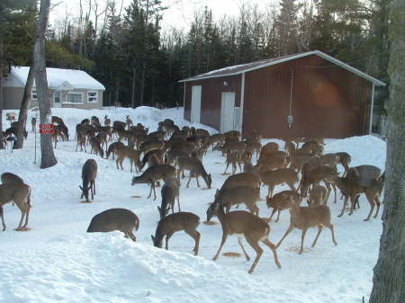 Lots of deer!!!
