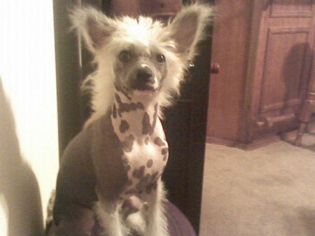 Mojo My Chinese Crested.