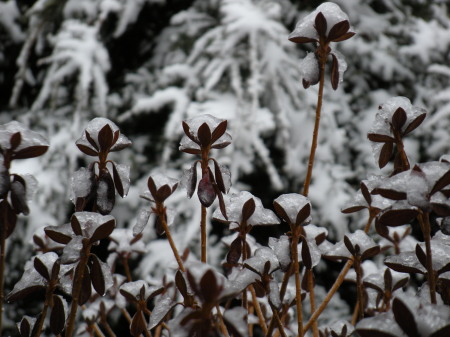 Snow and Ice - Jan 2009