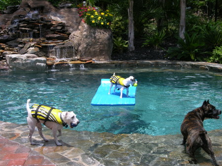 My dogs at the pool