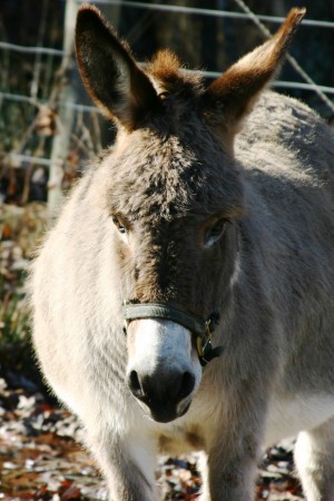 One of our donkeys!