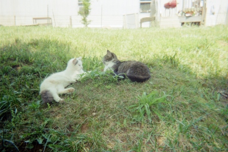two of cats
