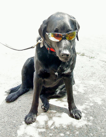 Cool Dog