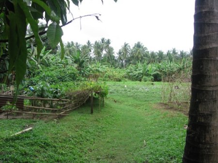 our bannana and coco plantation