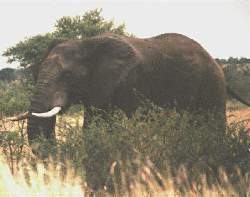 Elephant in South Kruger Park