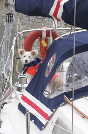 Our dog Nesta on our sailboat WENDILIN III