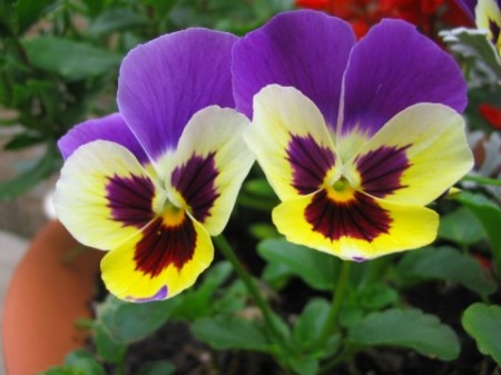 the giant pansies of milford
