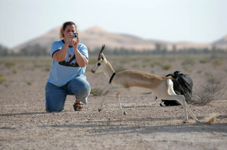 gazelle release Abu Dhabi