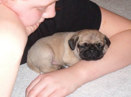 Kara and baby pug