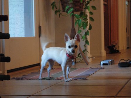 My little Chihuahua, Blanca