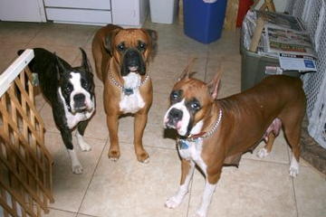 Maisy , Monty And Shelby Lou