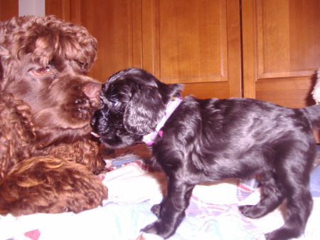 Dolce and one of the puppies