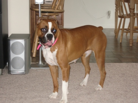 Maddy the Boxer