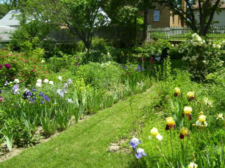 back yard early summer 2008