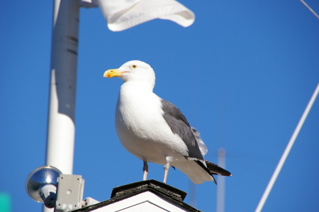 The look out