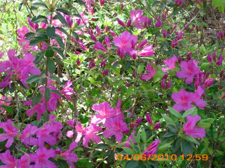 azalea