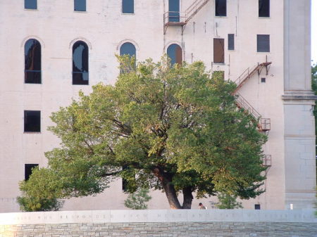 The only tree to survive the OK city bombing