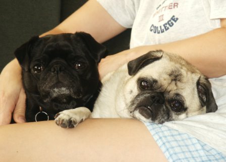 Our two pugs - My babies