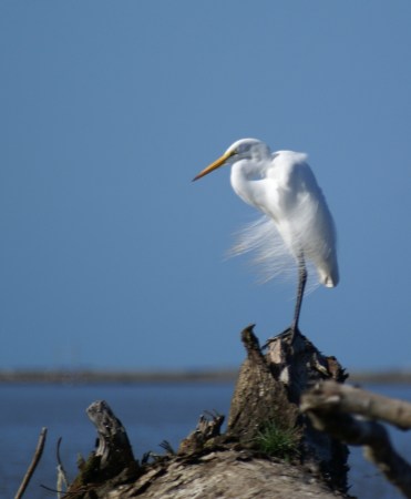 Heron in Costa Rica