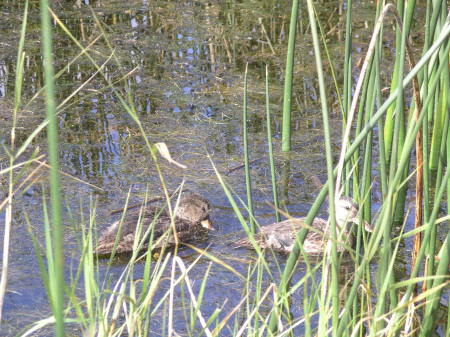 Letting our ducks go into the wild