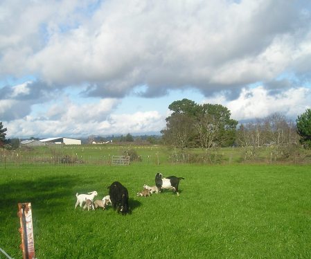 My farm in Sebastopol, CA.  I've raised Nubian Dairy Goats as a hobby since '79