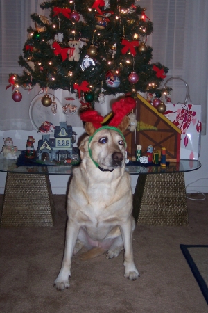 Shayla the Lab Reindeer