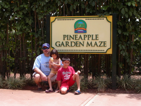 Pineapple plantation