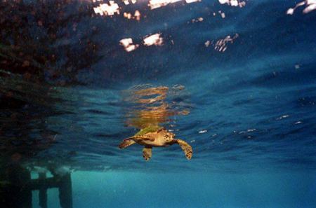 sea turtle