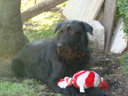 Barney Christmas 2007