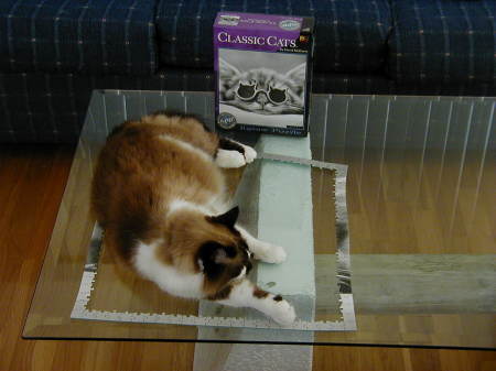 A cat puzzle